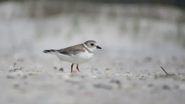 Wrack Line - The Florida Shorebird Alliance Newsletter September 2026