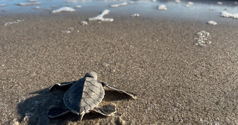 Holiday help for hatchlings, sea turtles and shorebirds
