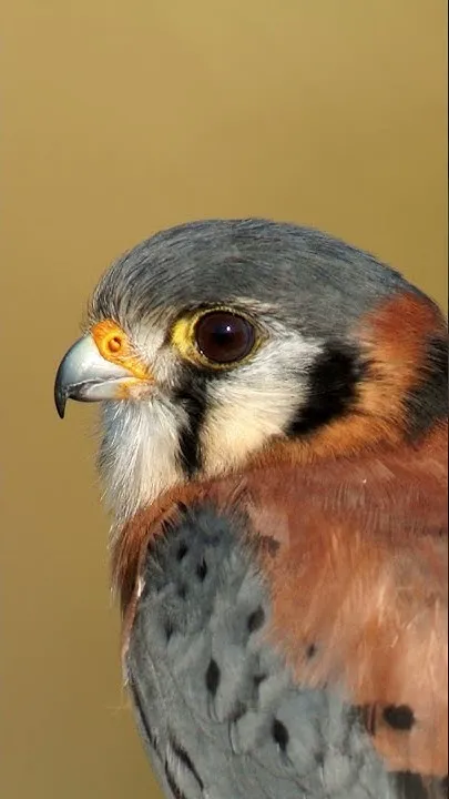 Happy #NationalWildlifeDay (Video)