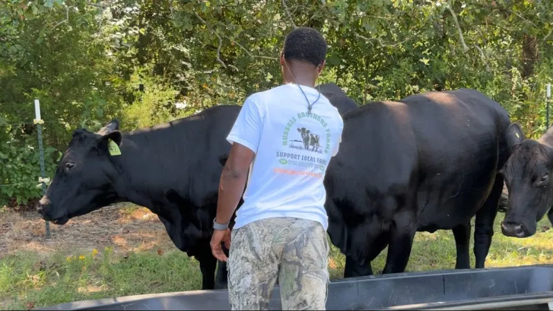 USDA rolls out new initiative with the goal to retain cattle