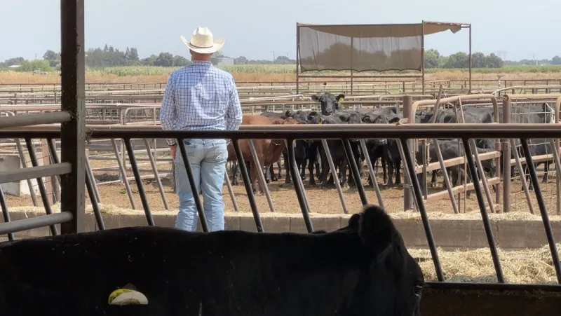 Ranchers reeling from President Trump beef price initiatives
