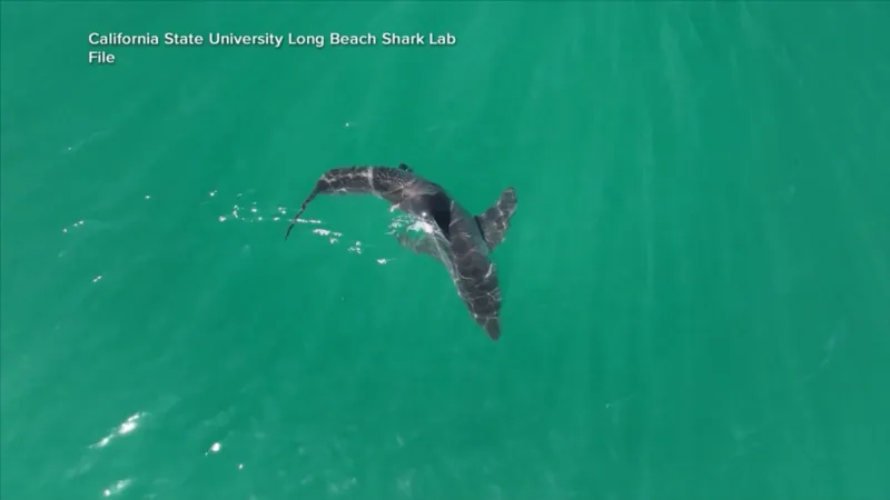 Why warmer waters could lead to more shark sightings later in year