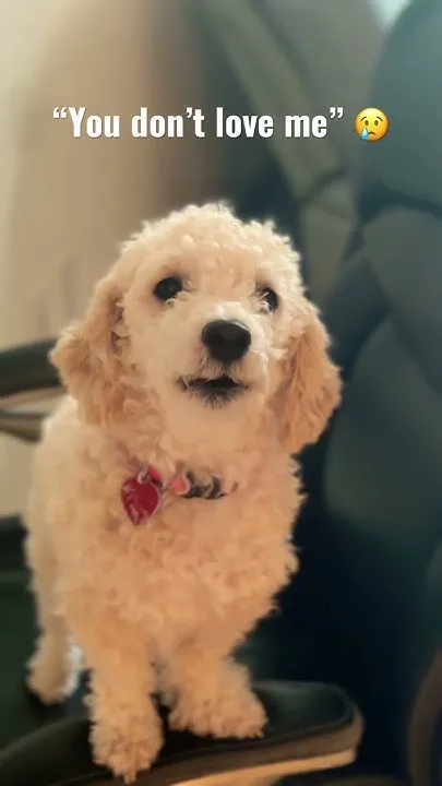 Fluffy says "You Don't Love Me" (Video)