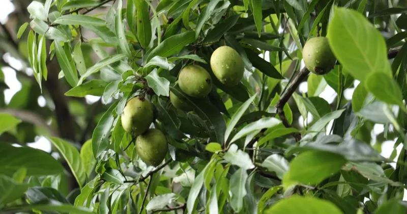 Free trees, cafecito and Burnie: Miami's last tree giveaway set for Sept 13