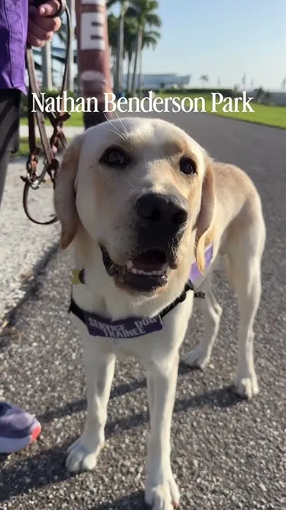 Dog-Friendly Places in Sarasota (Video)