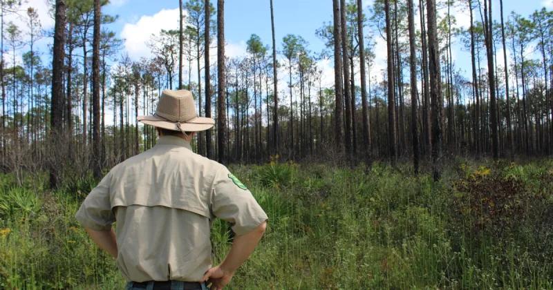 In this Florida forest, hope grows after a wildfire