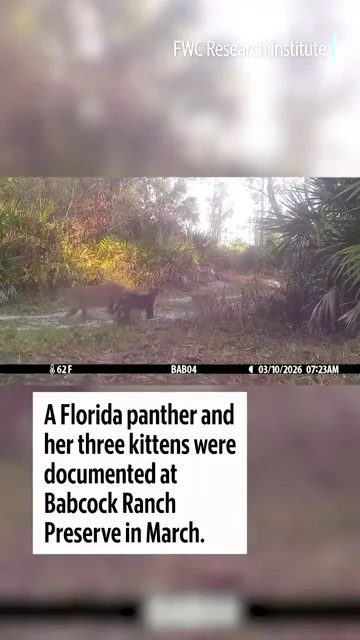 Watch these Florida panther kittens and their mother (Video)