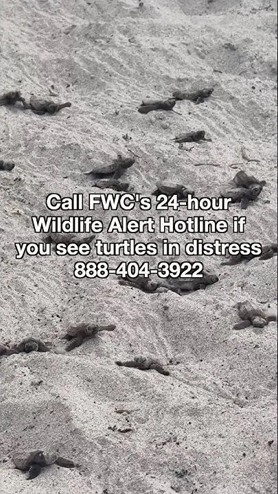 Sea Turtle hatchlings #seaturtle (Video)