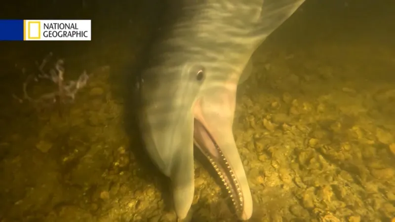 Florida man's fishing expeditions with local dolphins