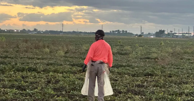 As Florida gets hotter, outdoor workers face growing risks