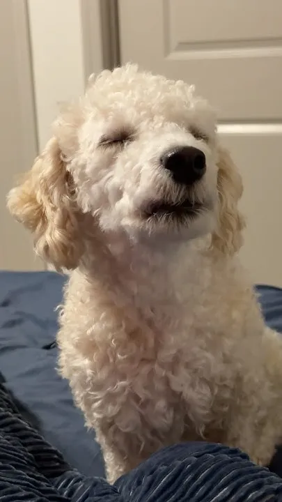 Dog Upset I Won't Play With Her (Video)