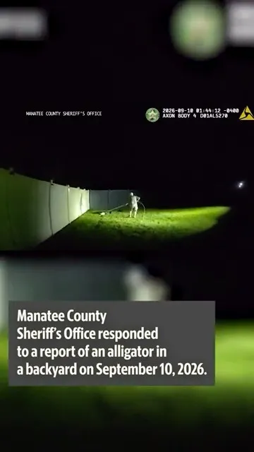 'This is a job for a trapper.' Manatee deputies face backyard gator (Video)