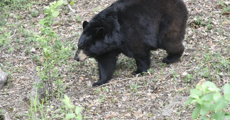 Conservation concerns return as bear hunting permit applications reopen
