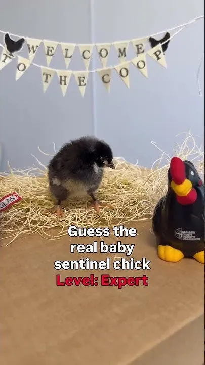 A new era of sentinel chicks have entered the coop at Sarasota County Mosquito Management! (Video)