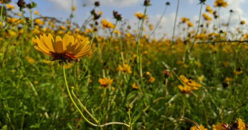 Snap Chats: The story of this stunning shot of Florida's state wildflower