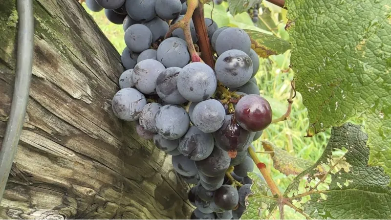 N.Y. grape farmers facing uncertain future and high costs amid harvest season