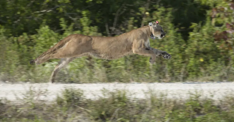 Trail camera captures promising signs of an expanding Florida panther population