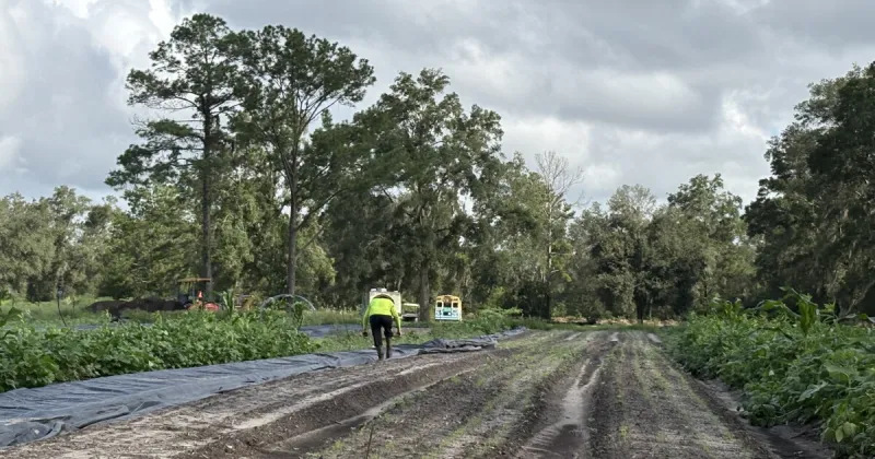 Extreme weather forcing North Central Florida farms to change what they are planting and adapt to unpredictability