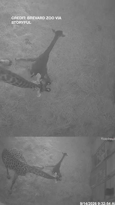 Baby giraffe takes first steps at Florida zoo (Video)