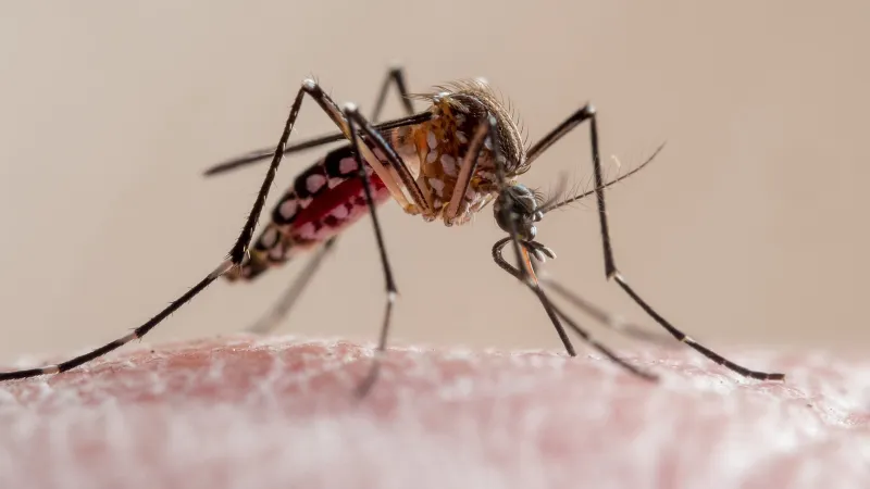 What to know about dengue fever as Florida reports 1st death and cases rise