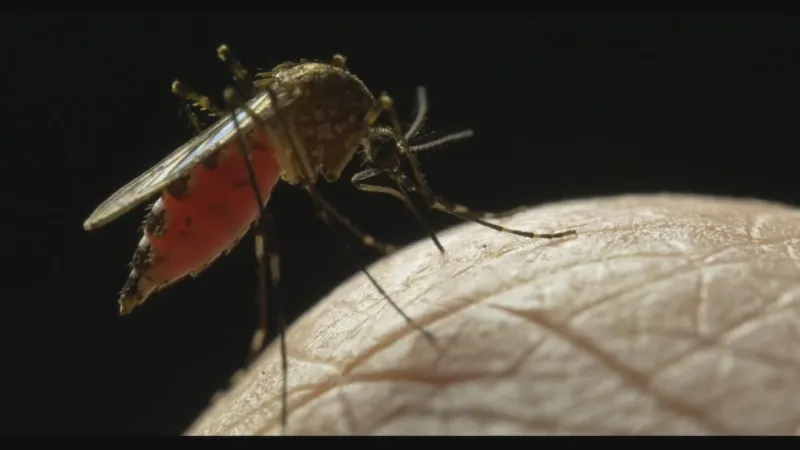 What to know about dengue fever, West Nile virus as cases rise