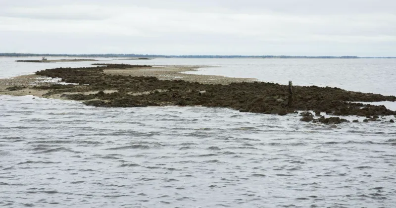 Changes could be coming to the Big Bend oyster harvest