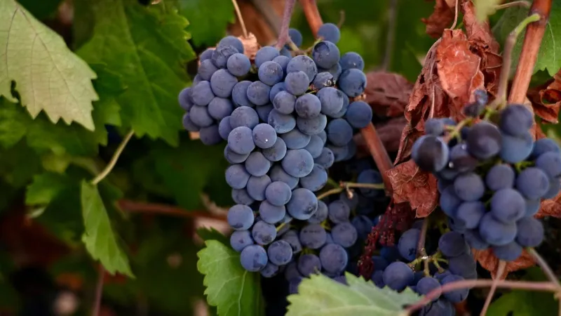 California farmers are struggling to sell grapes as demand for wine drops