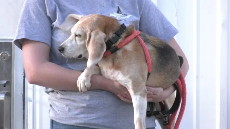 Animal rights advocates protest in Syracuse