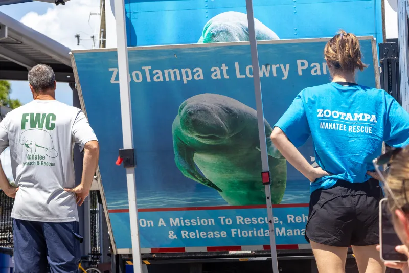 Manatee named Cascade released at Eckerd College after recovering from boat-related injuries