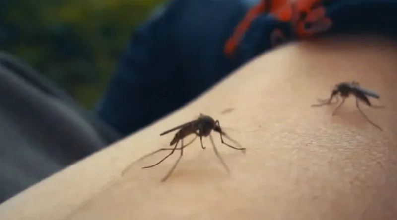 Pasco County issues local state of emergency in response to dengue fever