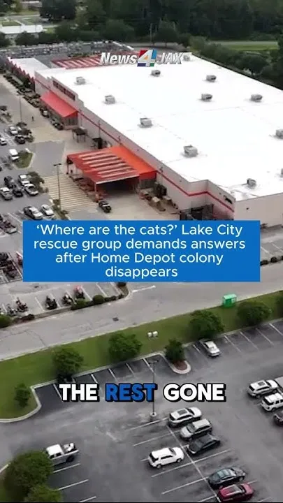 'Where are the cats?' Lake City rescue group demands answers after Home Depot colony disappears (Video)