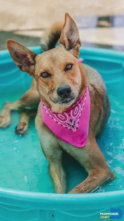 #OurCounty's Pets of the Week 9-25-26 (Video)
