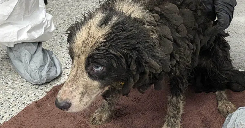 Animal hoarding cases on the Treasure Coast raise questions about prevention efforts