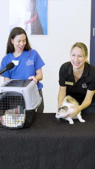 A Diet Wouldn't Hurt... Pets on Parade (Video)
