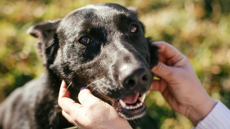 Broward County waives pet adoption fees through Sept. 30 during Empty the Shelters campaign