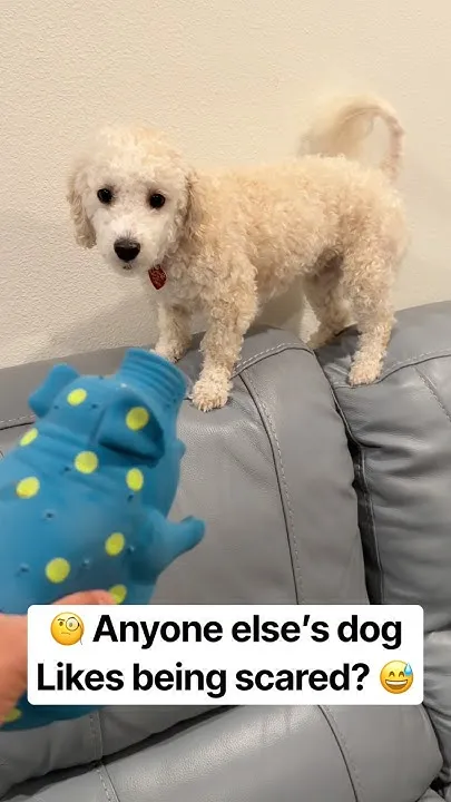 Our Dog Enjoys Being Scared  (Video)