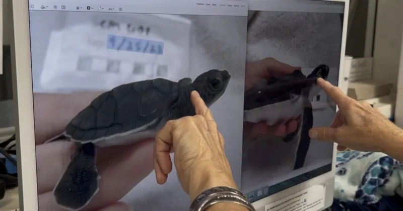 FAU researchers follow young sea turtles into the Gulf Stream