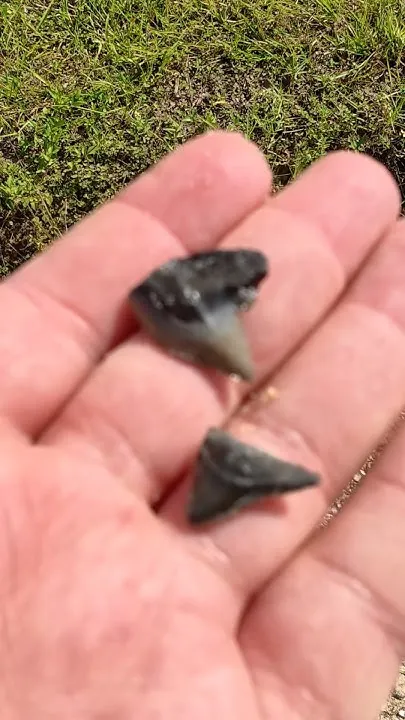 Finding Shark Teeth (Video)