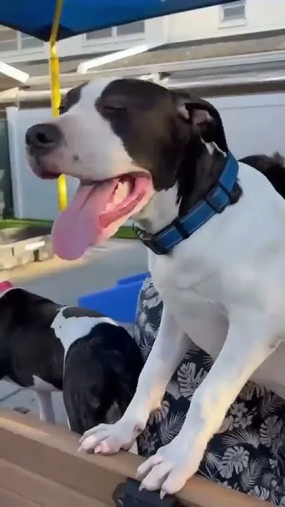 Seminole County Foster Pet Program #seminolecounty (Video)