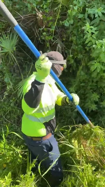Seminole County Tree trimming #seminolecounty (Video)