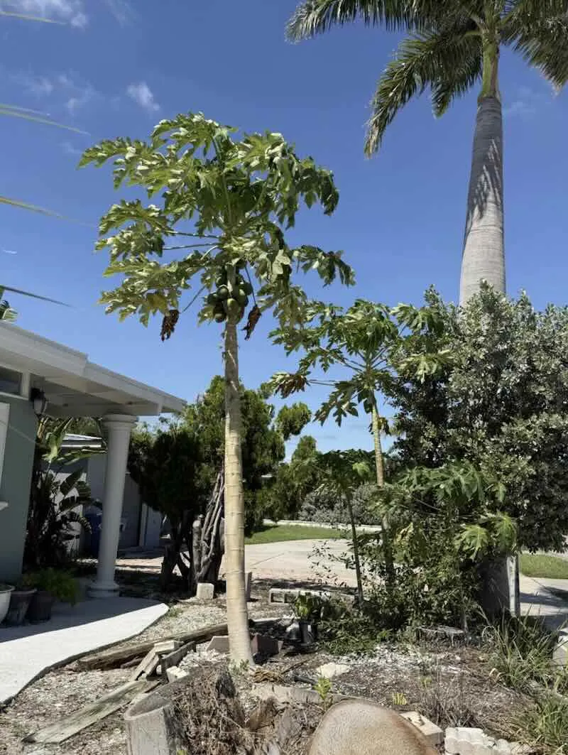 PAPAYA TREES