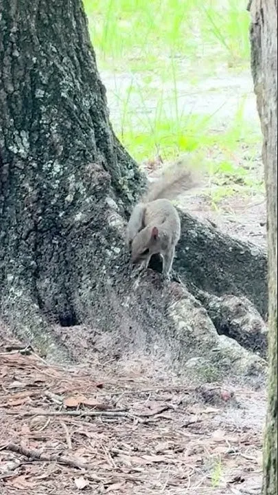 Hill n' Dale Park (Video)