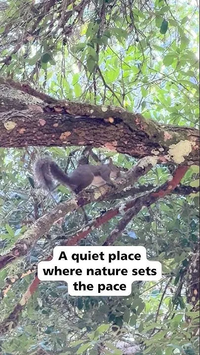 Lake Townsen Preserve (Video)