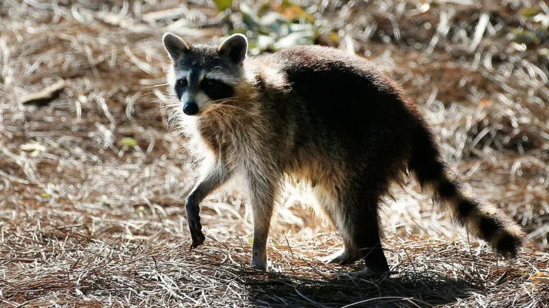 Rabies alert issued in Martin County after raccoon tests positive in Stuart