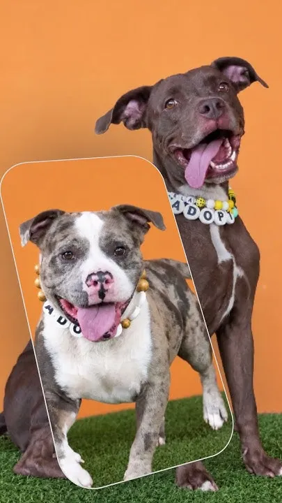 Adopt a Dog Month 2026 (Video)