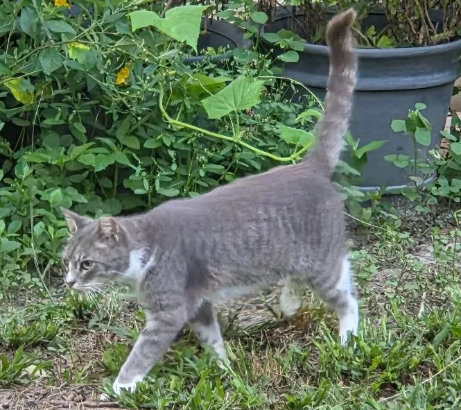 SnappHappy Feral Cat Sanctuary never says "no"