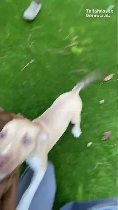Downward dog meets actual puppies at Dog Haus fundraiser (Video)