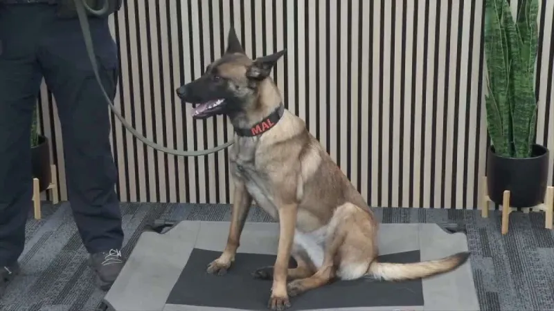 Belgian Malinois joins Fort Lauderdale Police as bomb detection K-9