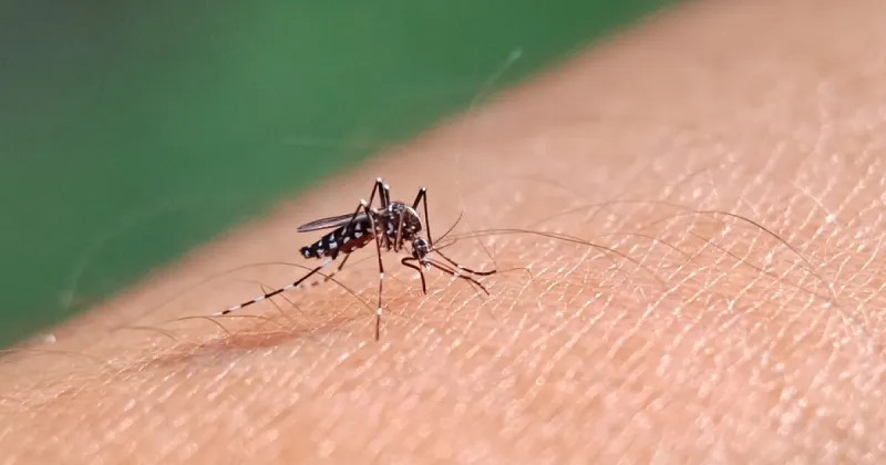 Mosquito-borne illness advisory issued for Martin County