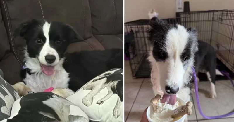 Martin County border collie hoarding case moves forward as 30 rescued dogs find new homes